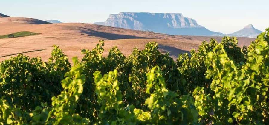 Explore Table Mountain, Kirstenbosch, & Constantia wineries. - Why this route works so well in Cape Town