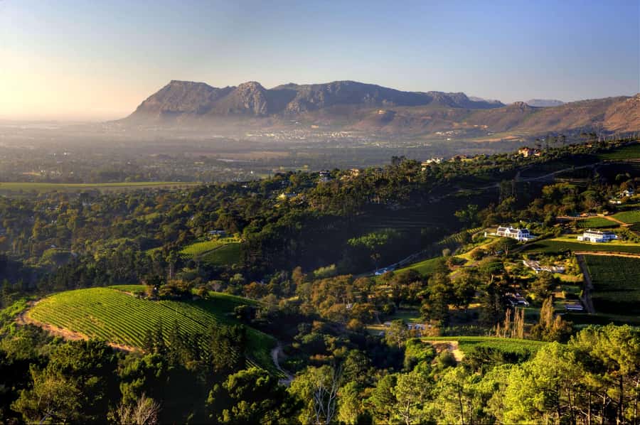 Explore Table Mountain, Kirstenbosch, & Constantia wineries. - Constantia wineries and the afternoon tasting
