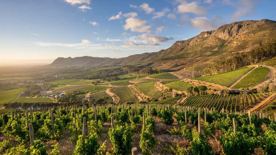 Explore Table Mountain, Kirstenbosch, & Constantia wineries. - Is $155 a fair price?