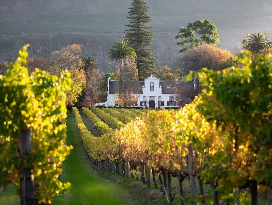 Explore Table Mountain, Kirstenbosch, & Constantia wineries. - Who should book this Cape Town day?