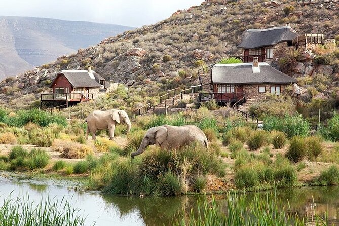 Explore the best Big 5 Aquila Safari Tour and Wine Tasting - Why this Cape Town day trip works