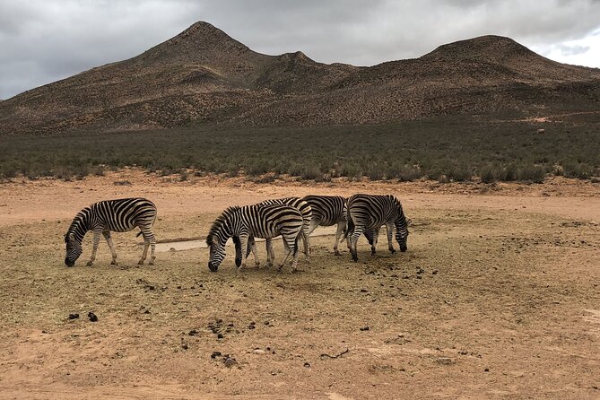 Explore the best Big 5 Aquila Safari Tour and Wine Tasting - The Aquila game drive and what you may see