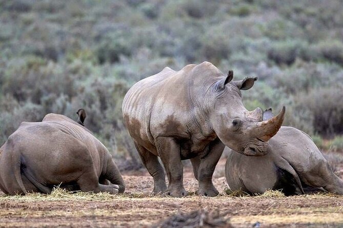 Explore the best Big 5 Aquila Safari Tour and Wine Tasting - What the $248.19 price really covers