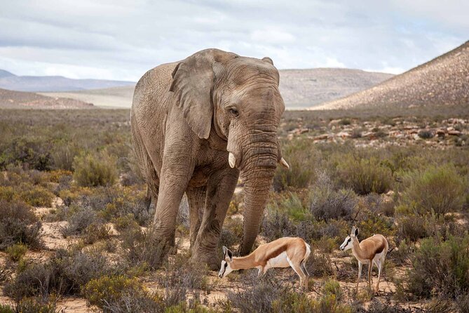 Explore the best Big 5 Aquila Safari Tour and Wine Tasting - Who should book this safari