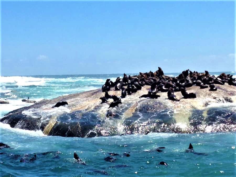 Fascinating Cape Peninsula Experience (private & exclusiv) - Is $479 good value for two people?