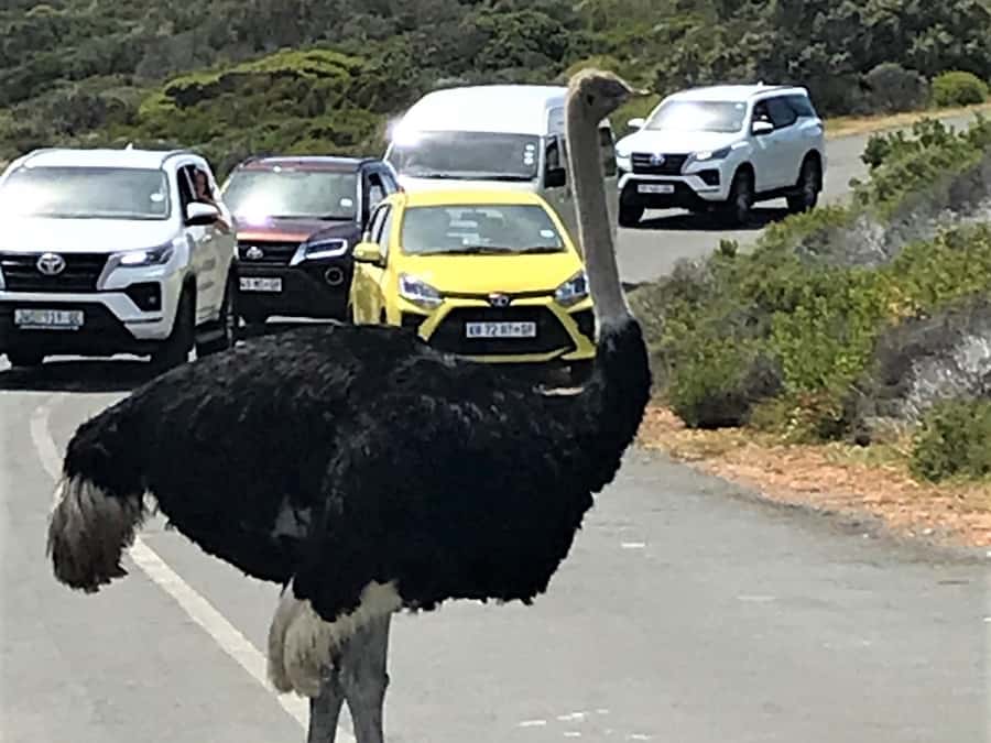 Fascinating Cape Peninsula Experience (private & exclusiv) - Who should choose this private tour?