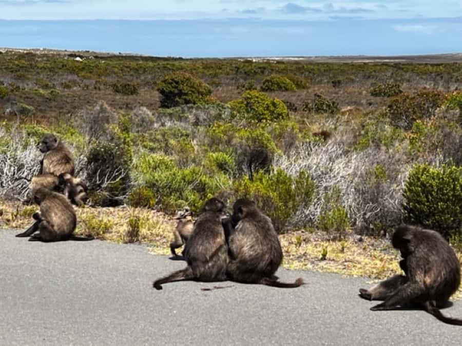 Fascinating Cape Peninsula Experience (private & exclusiv) - Should you book the Cape Peninsula Experience?