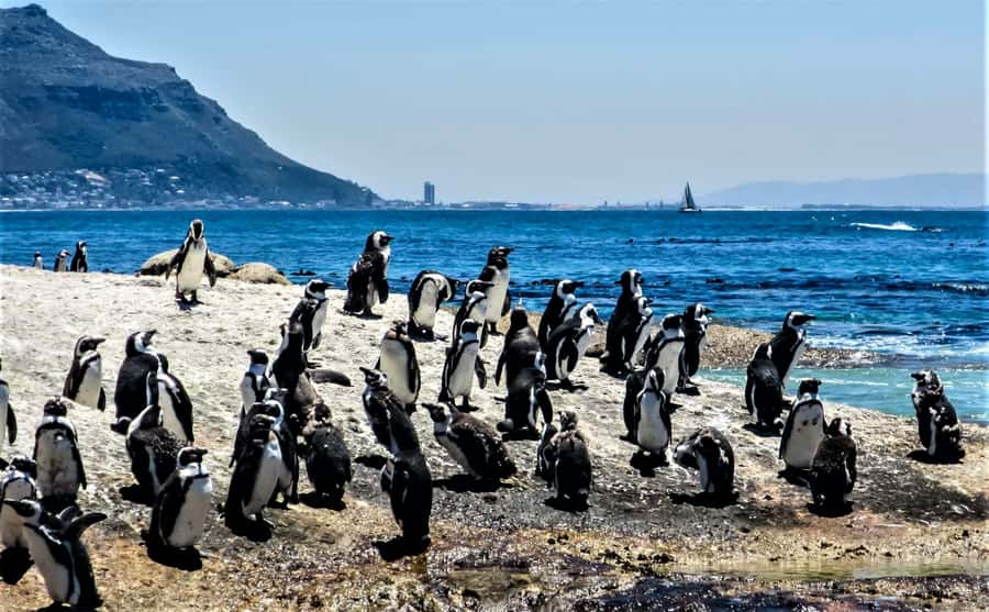Fascinating Cape Peninsula Experience (private & exclusiv) - Boulders and the African penguins