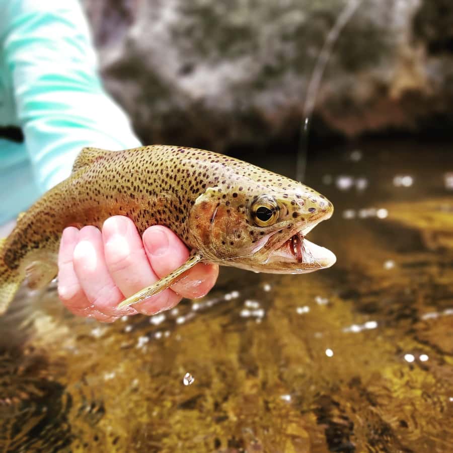 Fly Fishing in Cape Town - The guide makes the difference