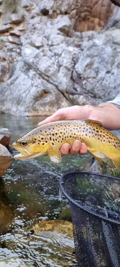 Fly Fishing in Cape Town - How challenging is the fishing?