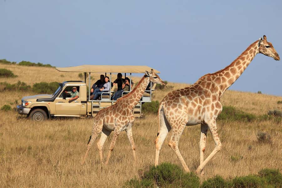 From Cape Town: 3-Day Garden Route Highlights and 4x4 Safari - Key points to know before booking