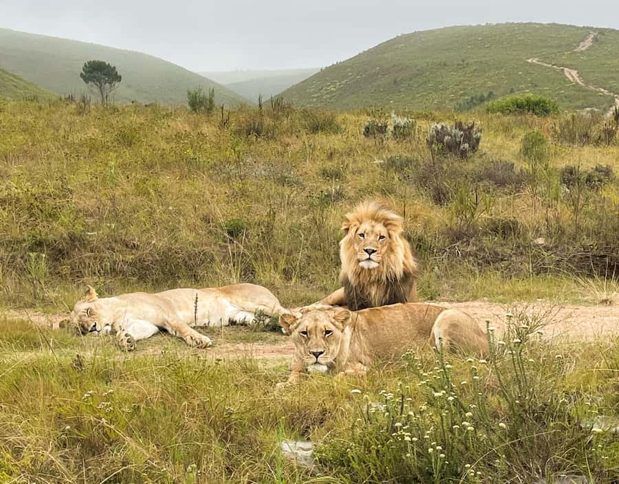 From Cape Town: 3-Day Garden Route Highlights and 4x4 Safari - Who should book this three-day route