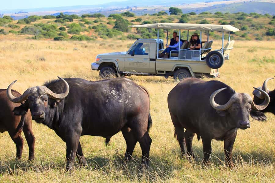 From Cape Town: 3-Day Garden Route Highlights and 4x4 Safari - Botlierskop puts wildlife at the center of day three
