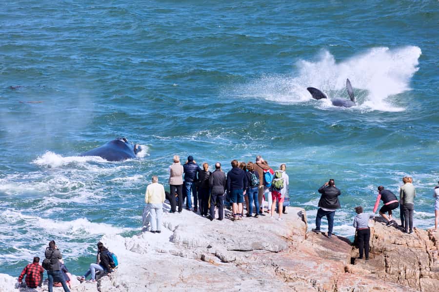 From Cape Town: 3-Day Garden Route Safari and Coastal Tour - FAQ