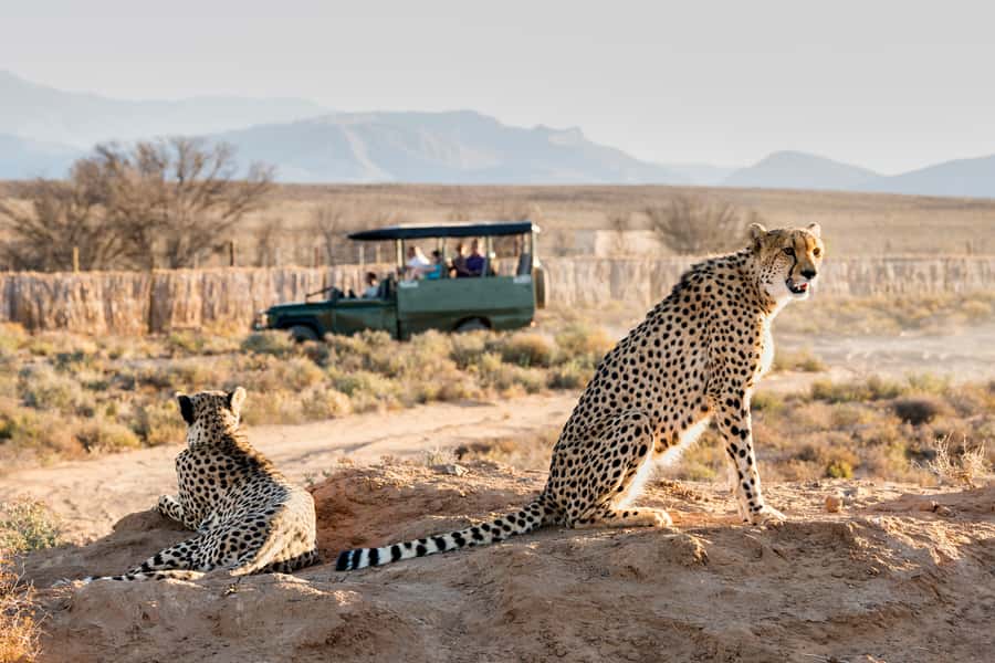 From Cape Town: 3-Day Garden Route Safari and Coastal Tour - Why this three-day route works