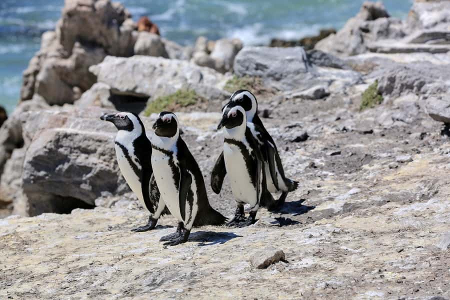 From Cape Town: 3-Day Garden Route Safari and Coastal Tour - Day 2: Garden Route Game Lodge and the first safari