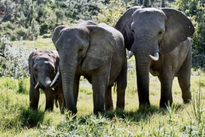 3-Day Garden Route Safari and Coastal Tour