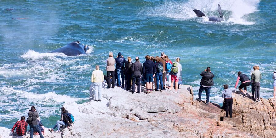 From Cape Town: 3-Day Garden Route Safari and Coastal Tour - The real drawback: distance and pace