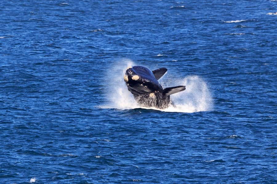 From Cape Town: 3-Day Garden Route Safari and Coastal Tour - Who should book this experience?