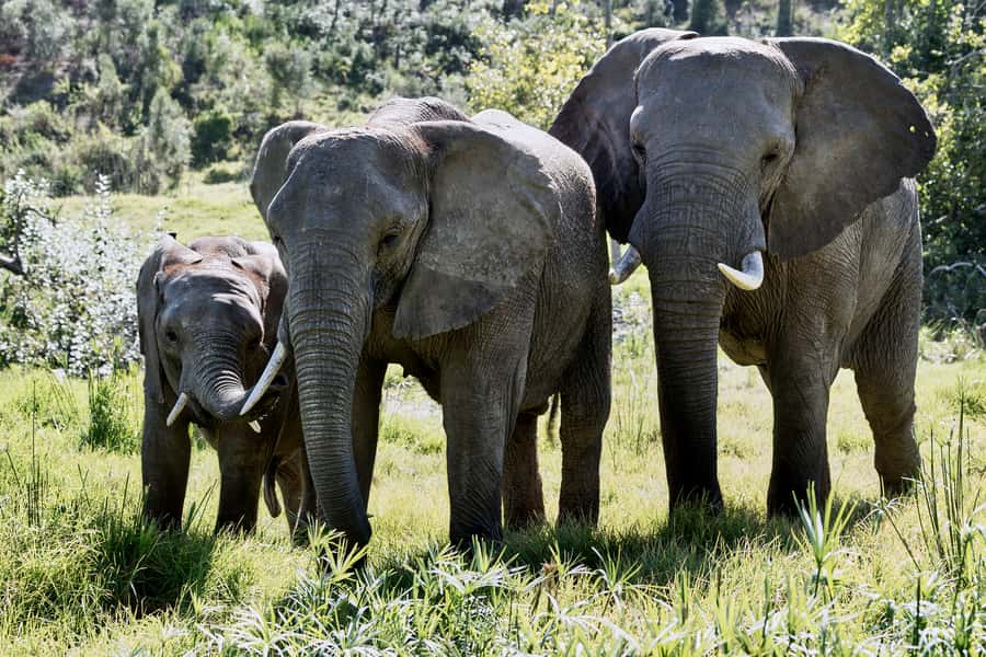 From Cape Town: 3-Day Garden Route Safari and Coastal Tour - Day 1: Betty’s Bay, Hermanus, and Cape Agulhas