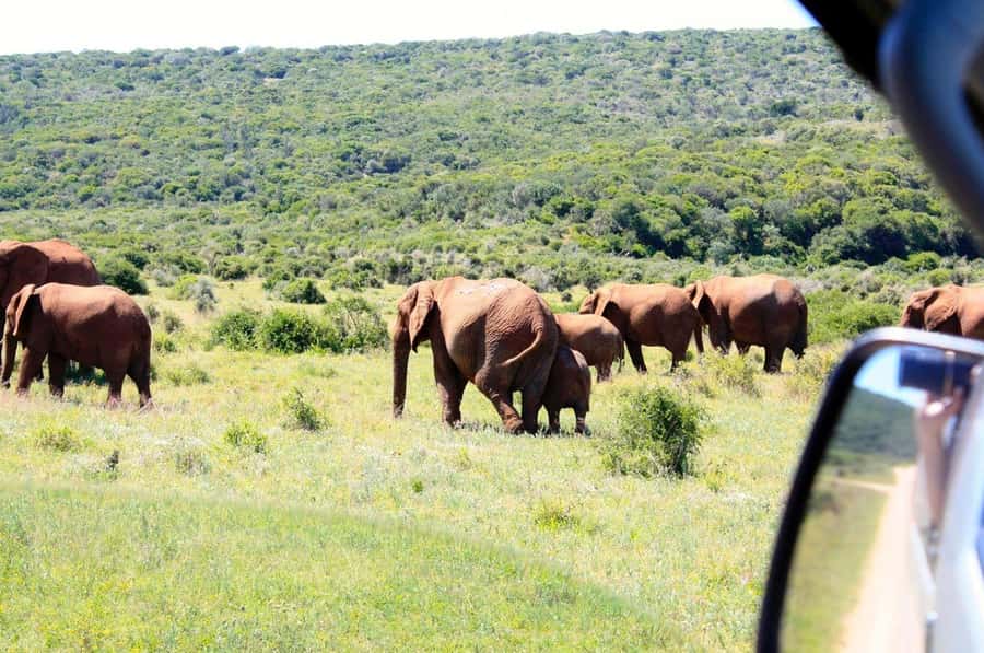 From Cape Town: 5-Day Best of Garden Route and Addo Safari - Day 2: Cango Caves and South African comfort food