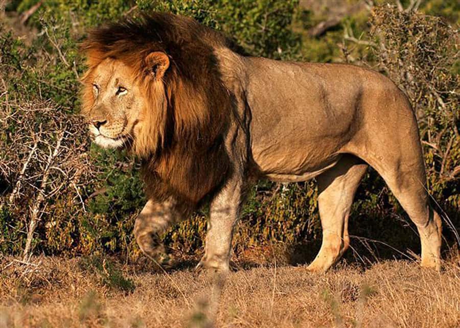 From Cape Town: 5-Day Best of Garden Route and Addo Safari - Accommodation packages and what they mean