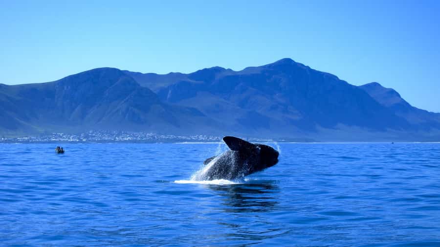 From Cape Town: 5-Day Garden Route & Addo Elephant Park Tour - Key points to know before you book