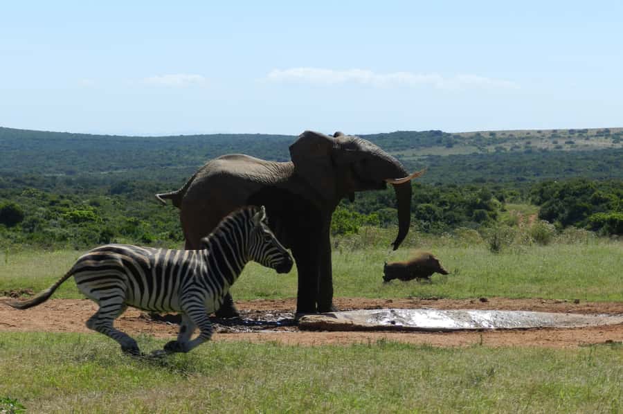 From Cape Town: 5-Day Garden Route & Addo Elephant Park Tour - Why the Garden Route works well in five days