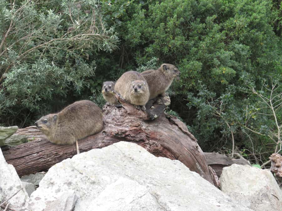 From Cape Town: 5-Day Garden Route & Addo Elephant Park Tour - Day 4: Bloukrans, then a private game lodge