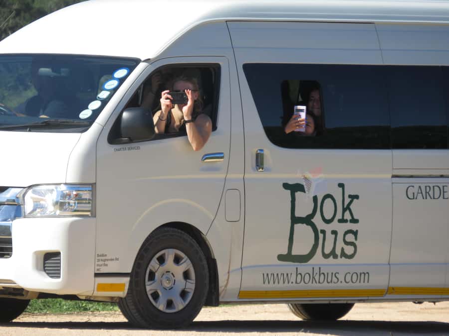 From Cape Town: 5-Day Garden Route & Addo Elephant Park Tour - Day 5: Early safari and the return through Hermanus