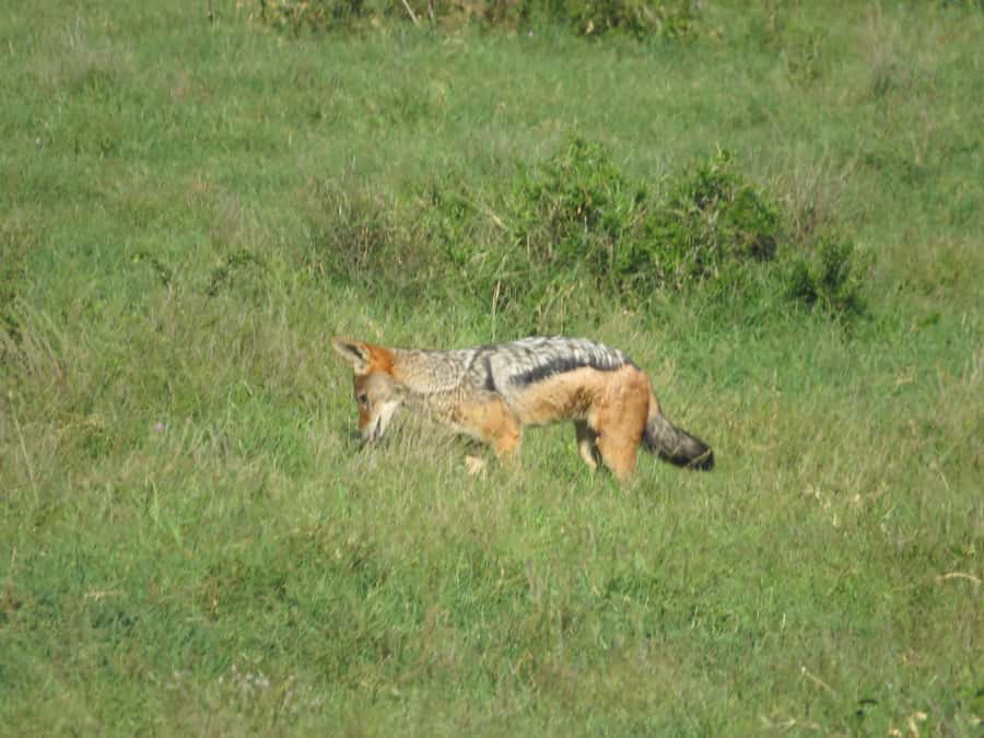 From Cape Town: 5-Day Garden Route & Addo Elephant Park Tour - What the $931 price really covers