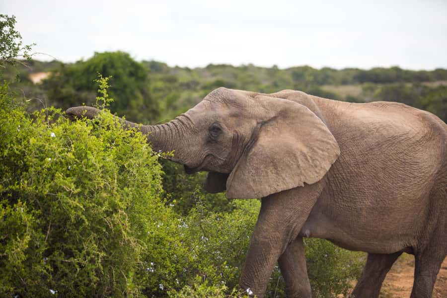 From Cape Town: 7-Day Garden Route, Addo and Winelands Combo - How the $1,240 price works in real terms