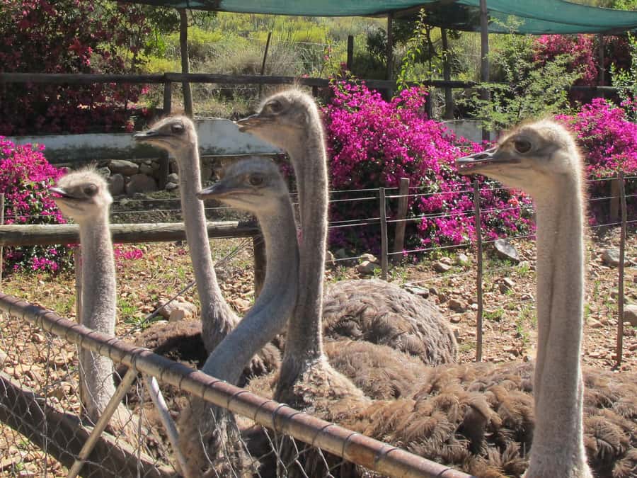 From Cape Town: 7-Day Garden Route, Addo and Winelands Combo - Day 3: Route 62 and the Cango Caves