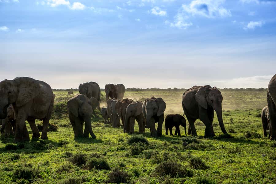 From Cape Town: 7-Day Garden Route, Addo and Winelands Combo - Day 5: Addo elephants and an evening in Jeffrey’s Bay