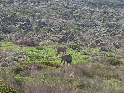 Aquila Game Reserve Safari Tour with Lunch