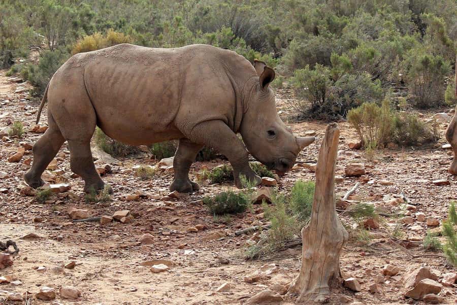 From Cape Town: Aquila Game Reserve Safari Tour with Lunch - Three hours in an open safari vehicle