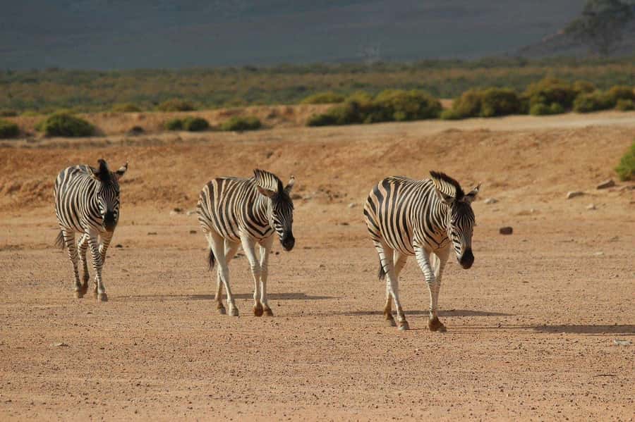 From Cape Town: Aquila Game Reserve Safari Tour with Lunch - What the Big Five label really means here