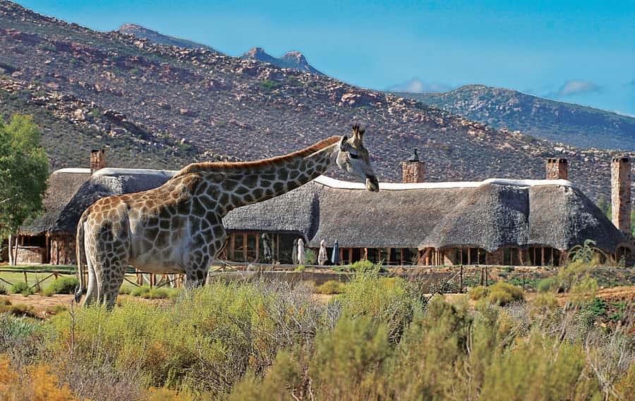 From Cape Town: Aquila Game Reserve Safari Tour with Lunch - Is the $342 price fair?