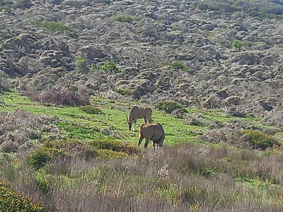 From Cape Town: Aquila Game Reserve Safari Tour with Lunch - Arrival at Aquila Game Reserve