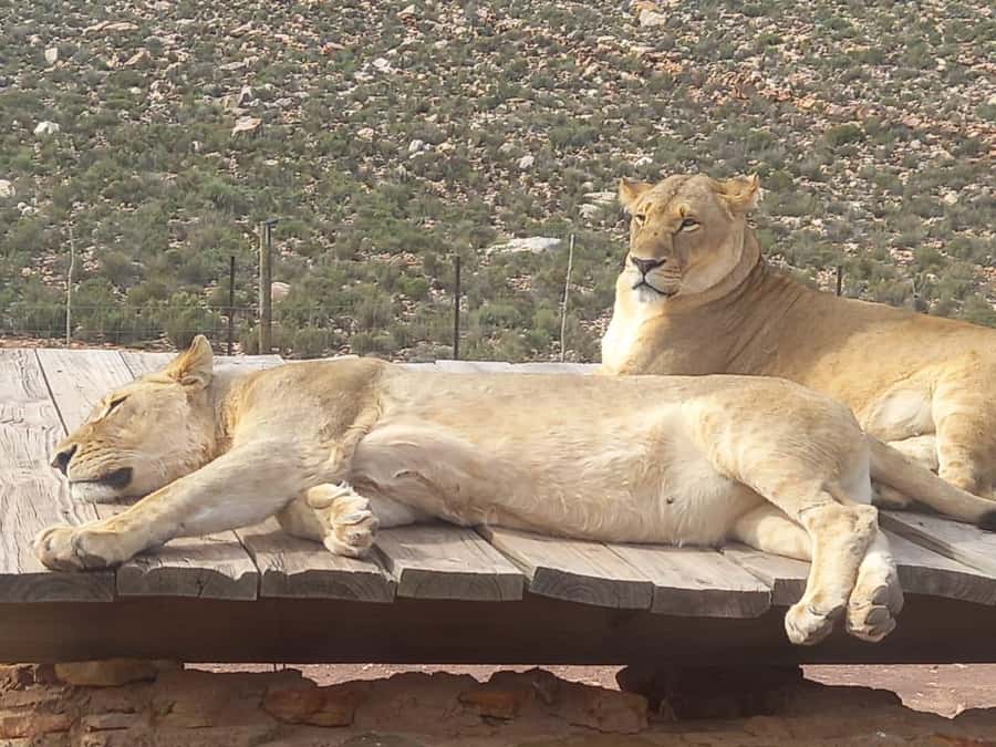 From Cape Town: Aquila Game Reserve Sunset Game Drive - A practical Cape Town safari without an overnight stay