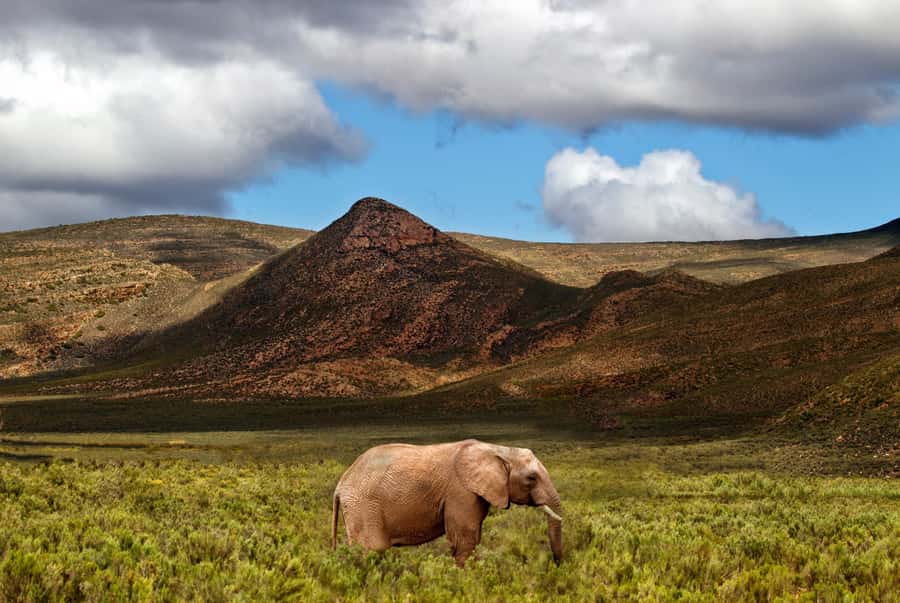 From Cape Town: Big Five Game Reserve with Lunch - Morning pickup from Cape Town hotels
