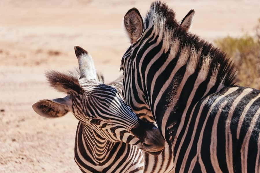 From Cape Town: Big Five Game Reserve with Lunch - Arrival at Aquila Private Nature Reserve