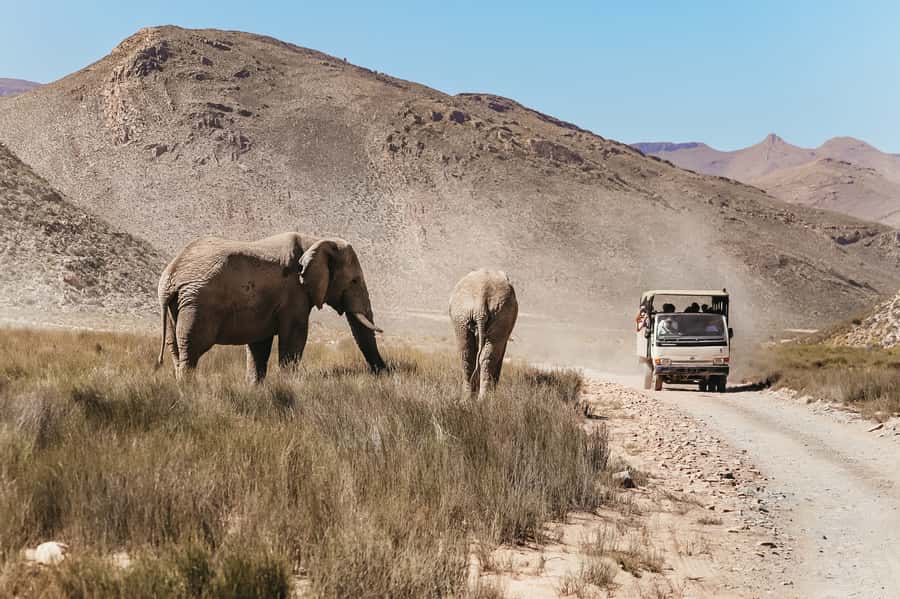 From Cape Town: Big Five Game Reserve with Lunch - Buffet lunch before the game drive