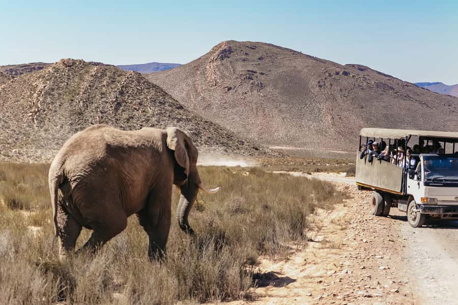 From Cape Town: Big Five Game Reserve with Lunch - Which animals might you see?
