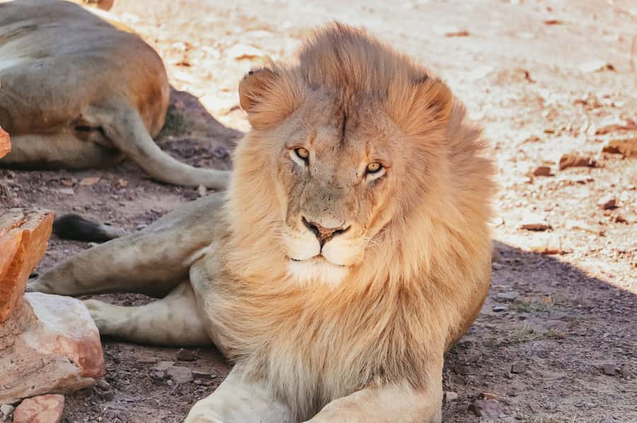 From Cape Town: Big Five Game Reserve with Lunch - Bird watching and the quieter sightings