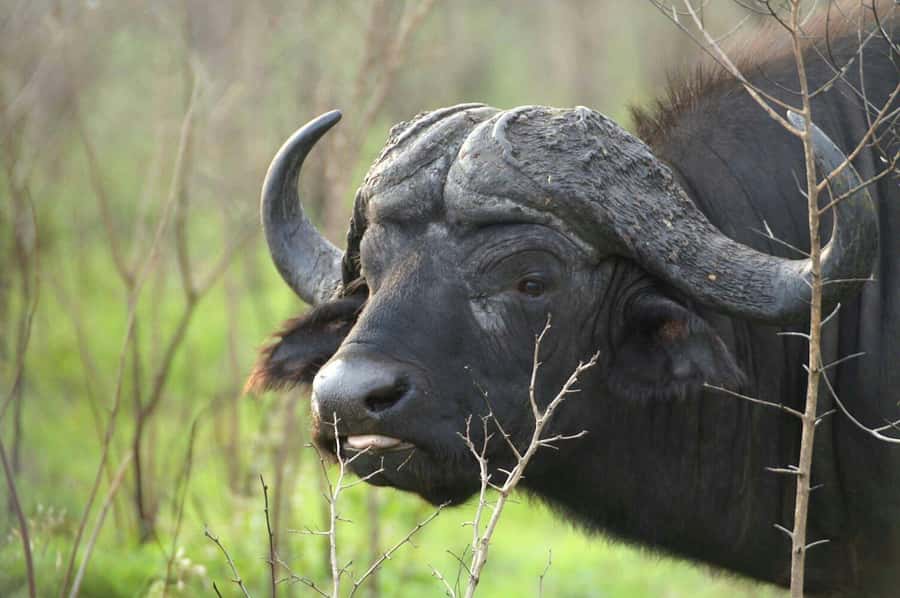 From Cape Town: Big Five Safari Experience with Lunch - Key points to know before you go