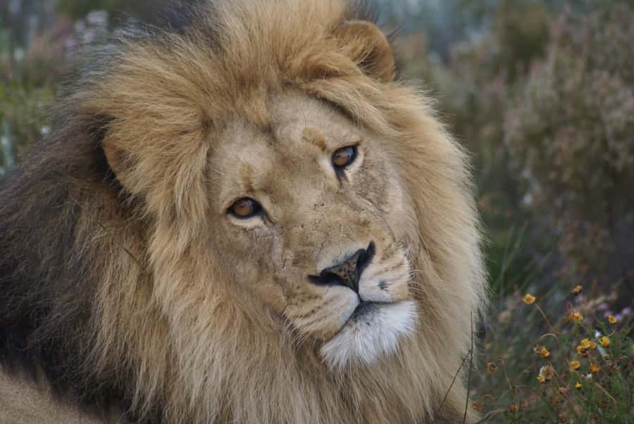 From Cape Town: Big Five Safari Experience with Lunch - Why this safari works from Cape Town