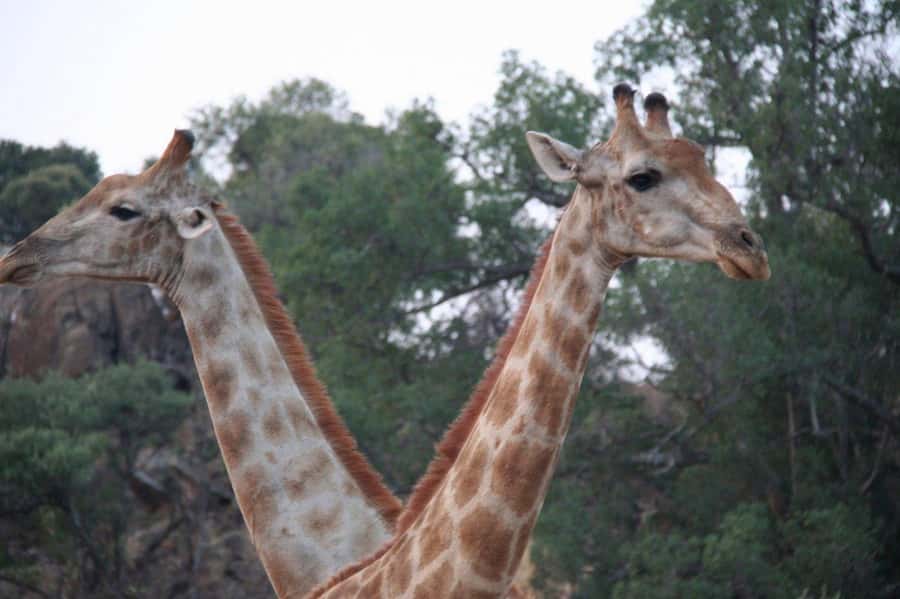 From Cape Town: Big Five Safari Experience with Lunch - Buffet lunch with useful dietary options
