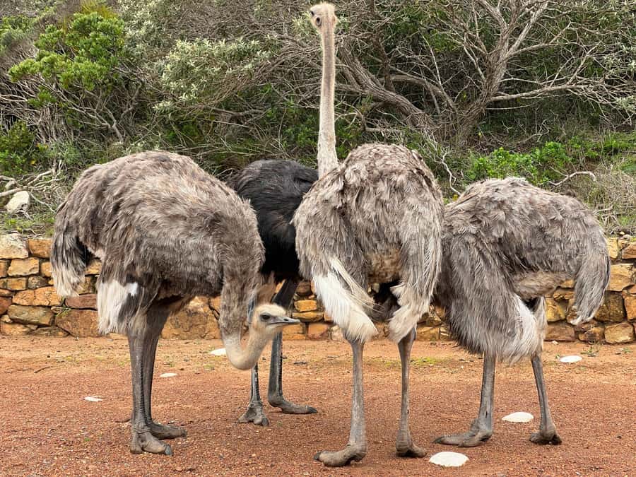 From Cape Town: Big Five Safari Experience with Lunch - How natural does it feel?