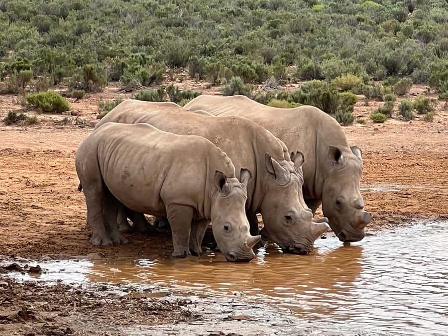 From Cape Town: Big Five Safari Experience with Lunch - The morning pickup and road trip
